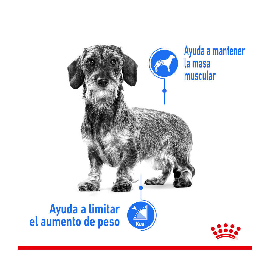 8 kg Royal Canin Mini Light Weight Care ra&ccedil;&atilde;o para c&atilde;es, , large Imagem n&uacute;mero 5
